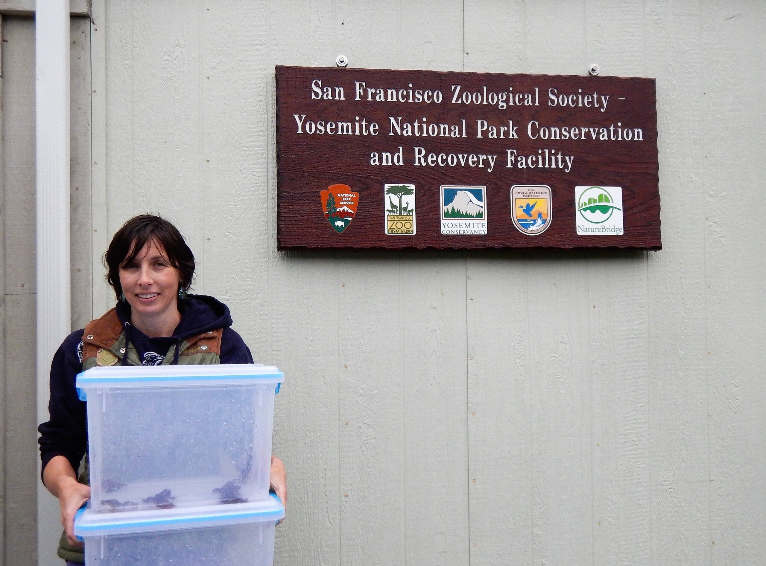 A person holding two big plastic bins with about 10 frogs in each bin stands in front of the San Francisco Zoo's Yosemite Recovery Facility.