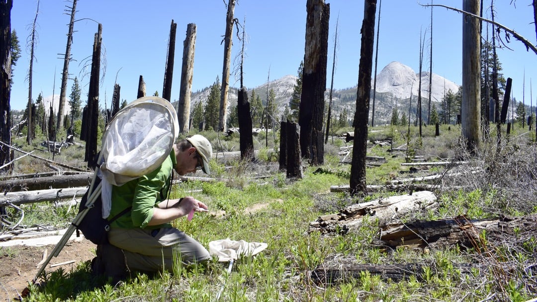 Butterfly researcher with nets for collecting and observing butterflies kneels in a field looking at something in his hands.