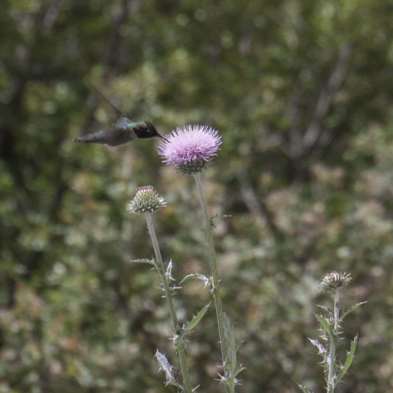 Hummingbird feeding on thistle.