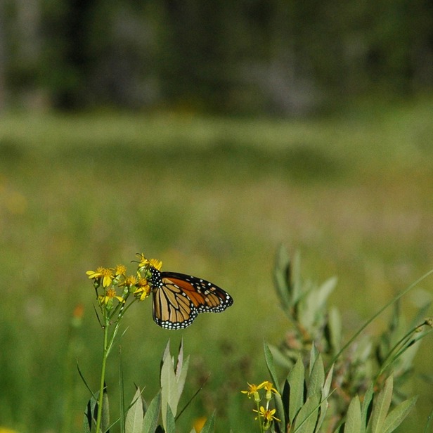 A monarch butterfly sits on a yellow flower in a meadow.