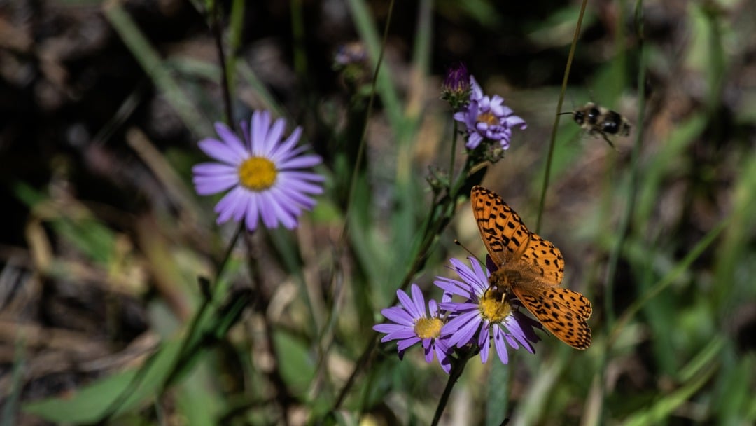 bee and orange butterfly on purple flowers