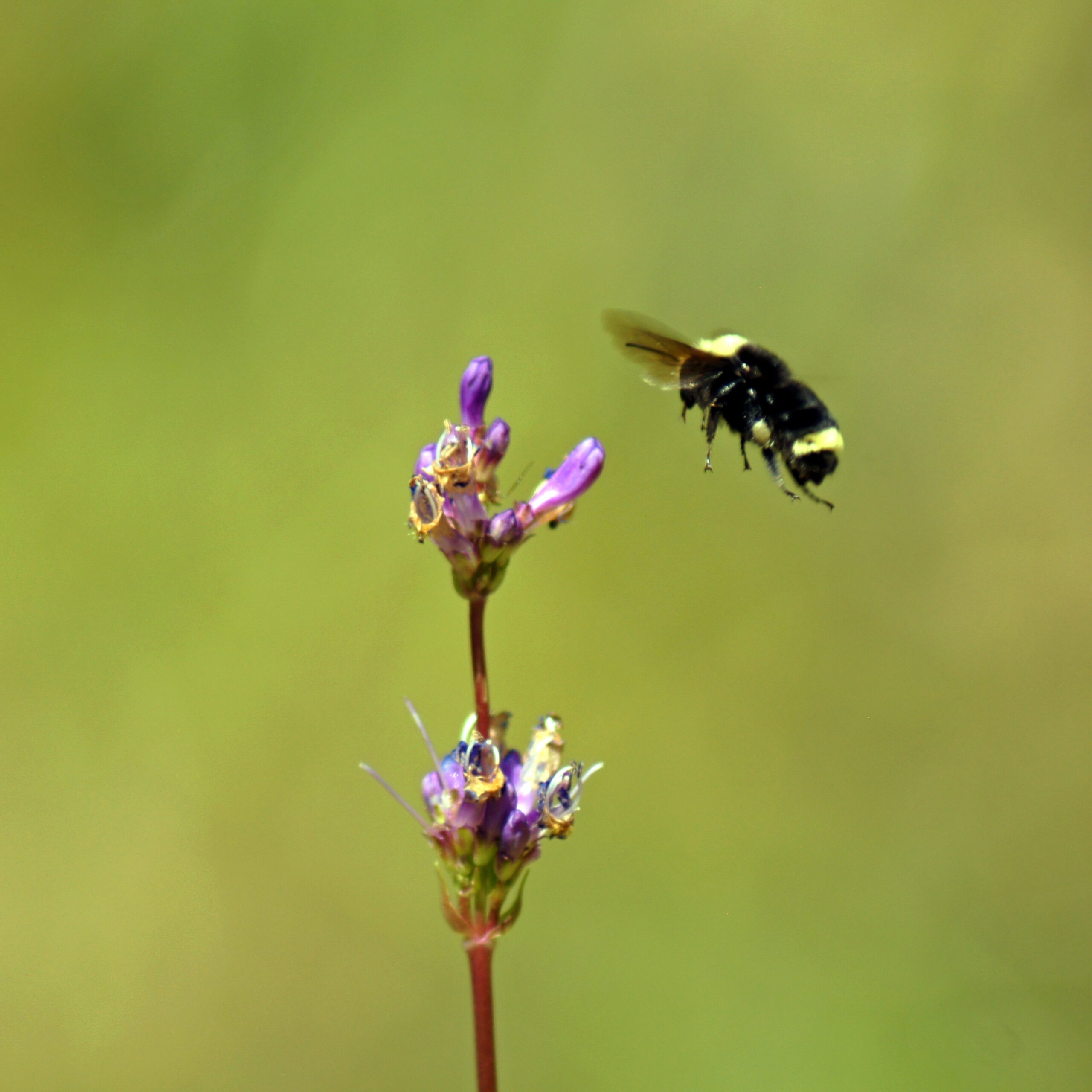 A bee on a native wildflower that was planted as part of habitat restoration work for pollinators in Yosemite Valley.
