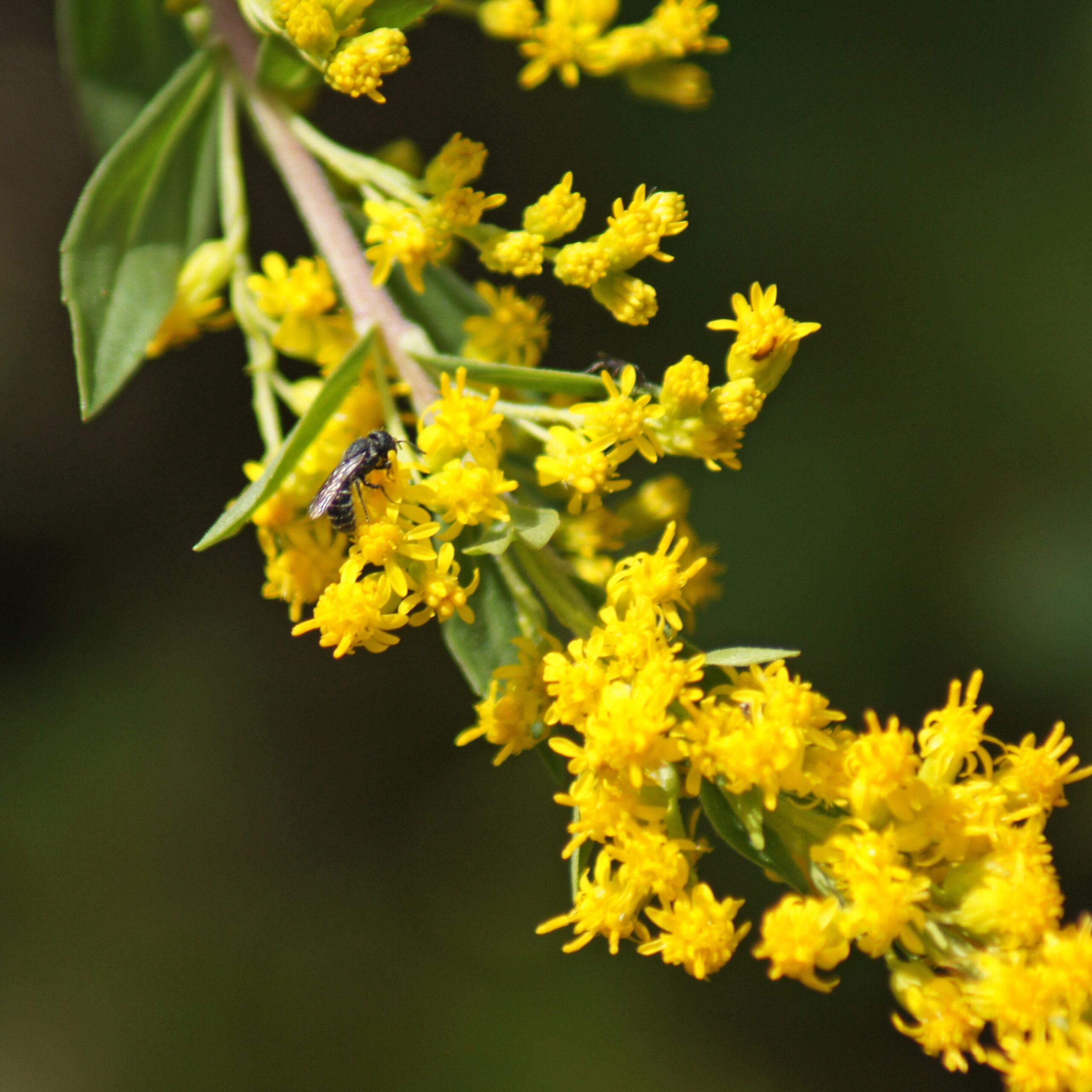 An wasp-like insect on a native, yellow wildflower.