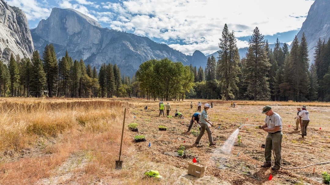 Volunteers and park staff planting and watering habitat for pollinators in a Valley meadow, with Half Dome in the background.