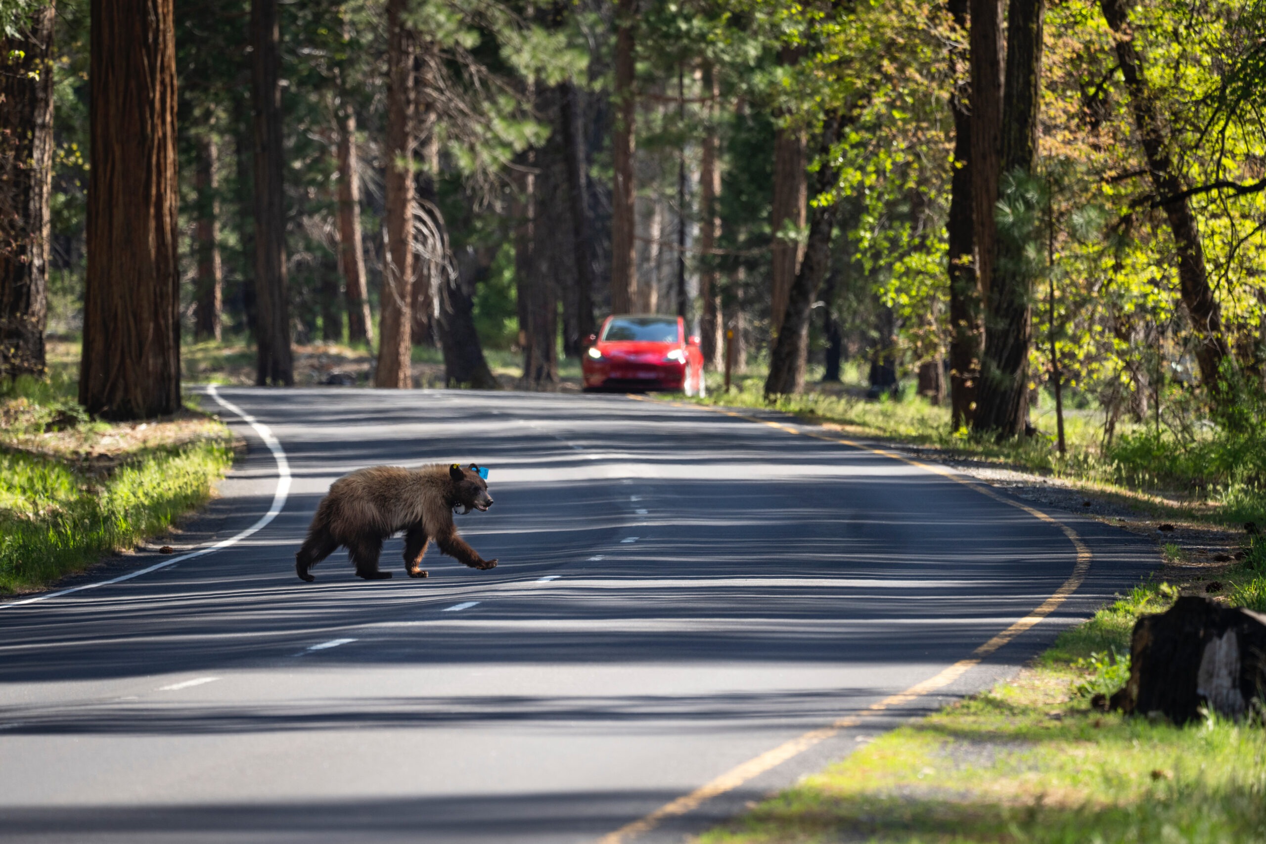 A black bear with a GPS collar on crosses a road in Yosemite in 2025. The road is surrounded by trees, and in the distance, a red car approaches.