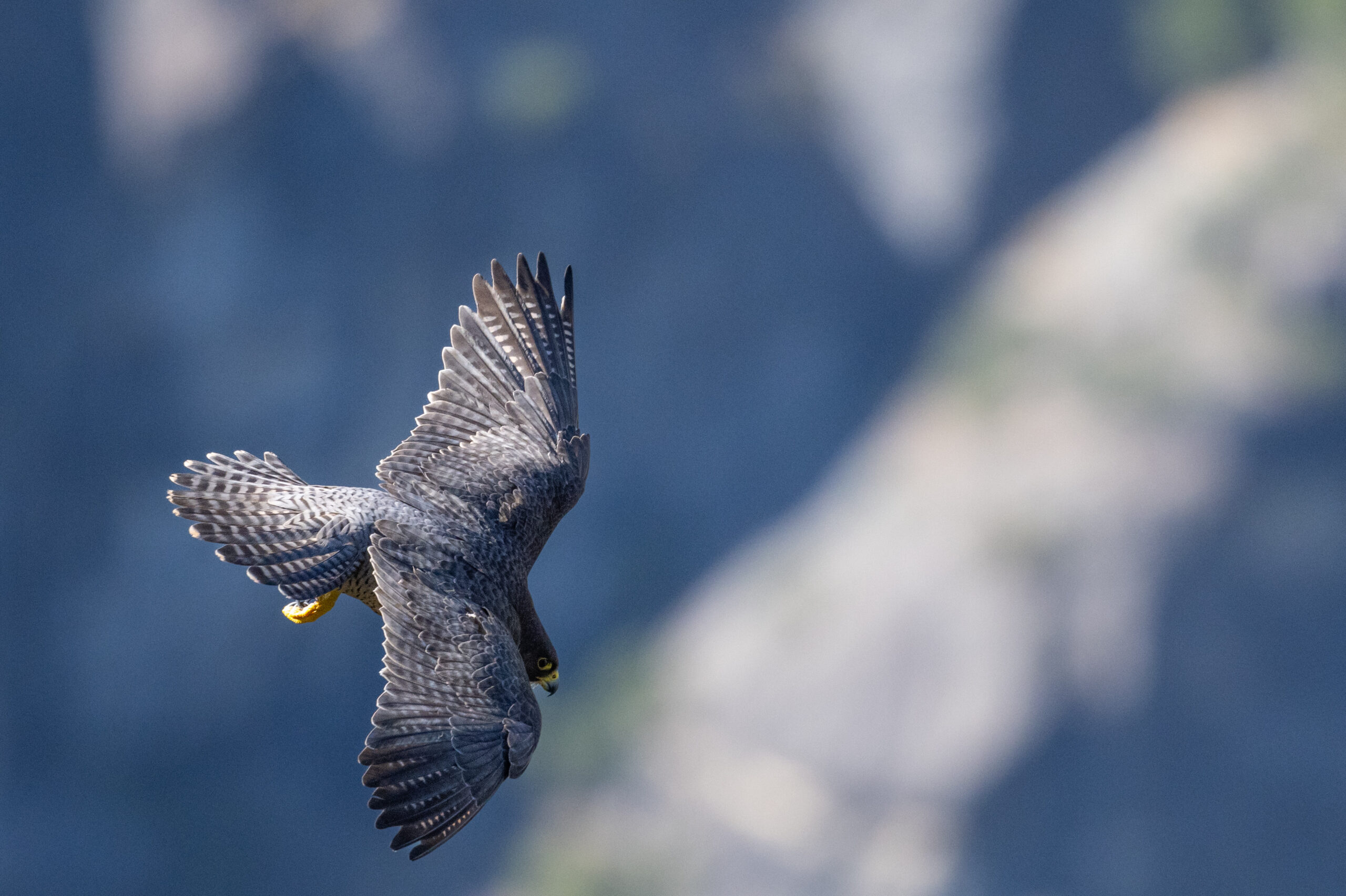 A peregrine falcon flies through the sky in Yosemite in 2025. The background is blurred.