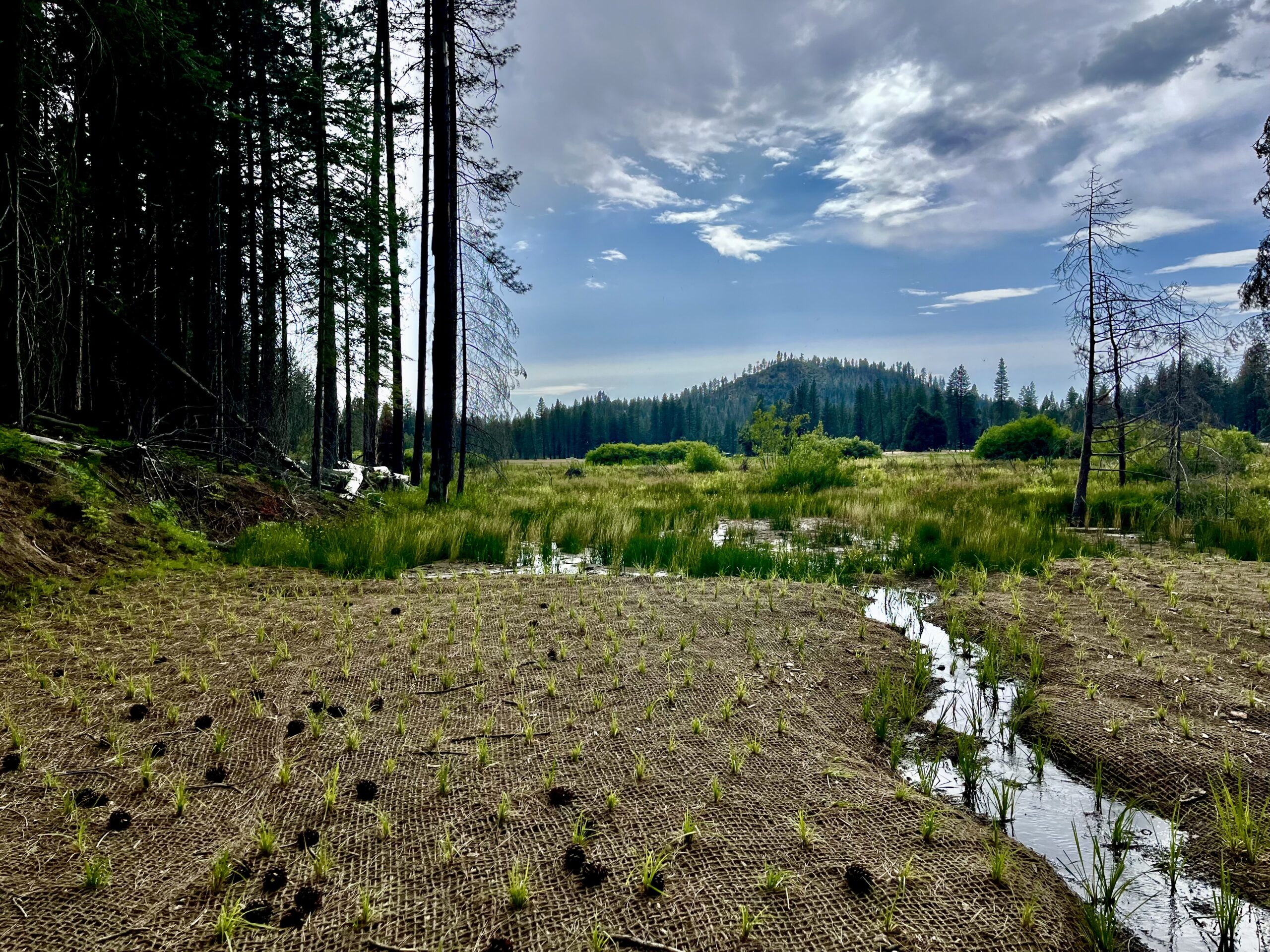 Freshly planted plants grow in Ackerson Meadow in Yosemite in 2025.