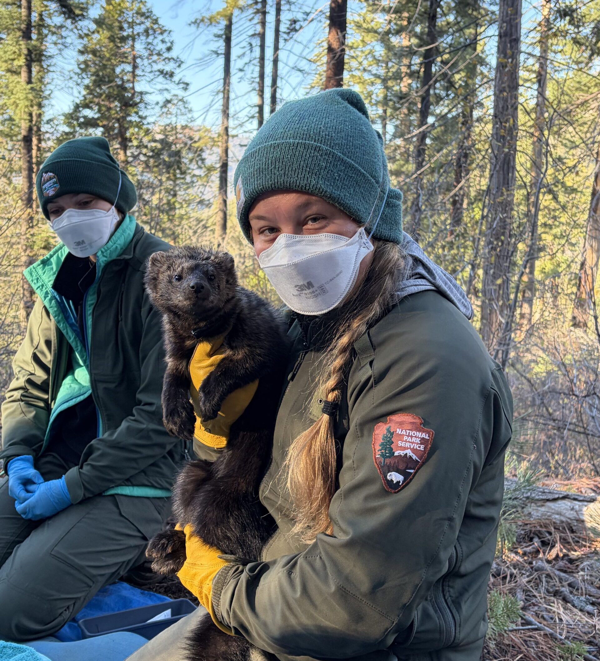 An individual kneeling on the ground and wearing a National Park Service uniform, a white mask, a green beanie, and yellow gloves, holds the small, fuzzy mammal known as a Pacific Fisher — one of Yosemite's most elusive carnivores. Behind this individual, another person kneels on the ground wearing an almost identical outfit, except their gloves are blue. 