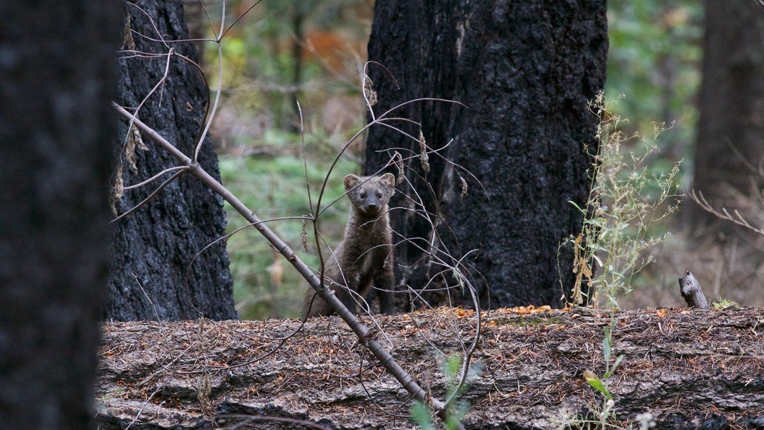 A small, fuzzy mammal known as the Pacific fisher — one of Yosemite's most elusive carnivores — over a log in the middle of a forest.