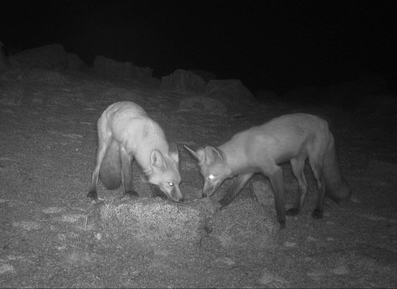 A black and white photo of two red foxes — one of Yosemite's most elusive carnivores — who are facing each other and sniffing the ground. It is night out, so all that is visible are the foxes and the grass they stand on.