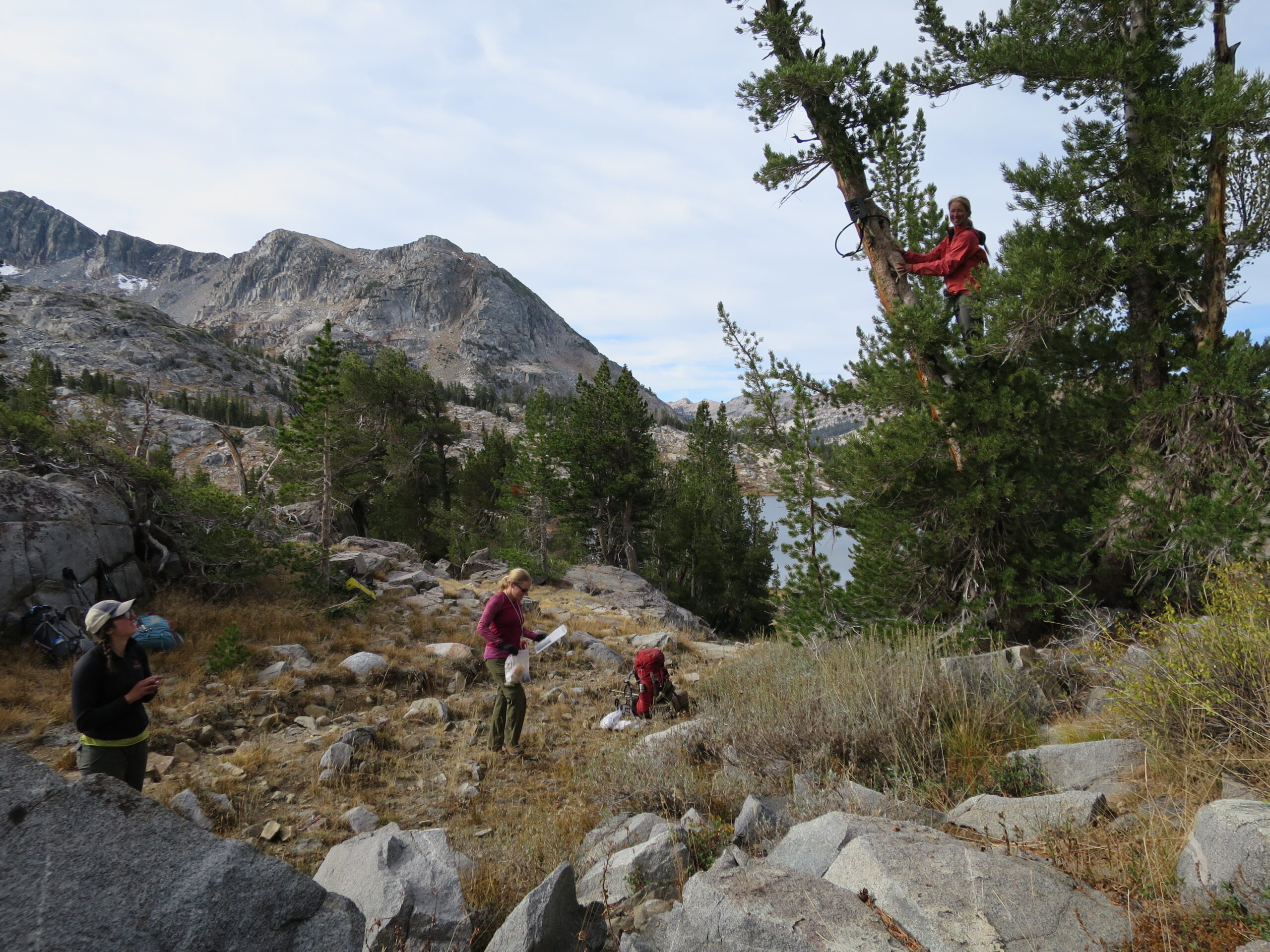 Three individuals stand in a rocky, grassy landscape surrounded by mountains and trees. One individual climbs a tree to attach a camera trap. Together, this team is conducting a field survey for one of Yosemite's most elusive carnivores, the Sierra Nevada red fox.