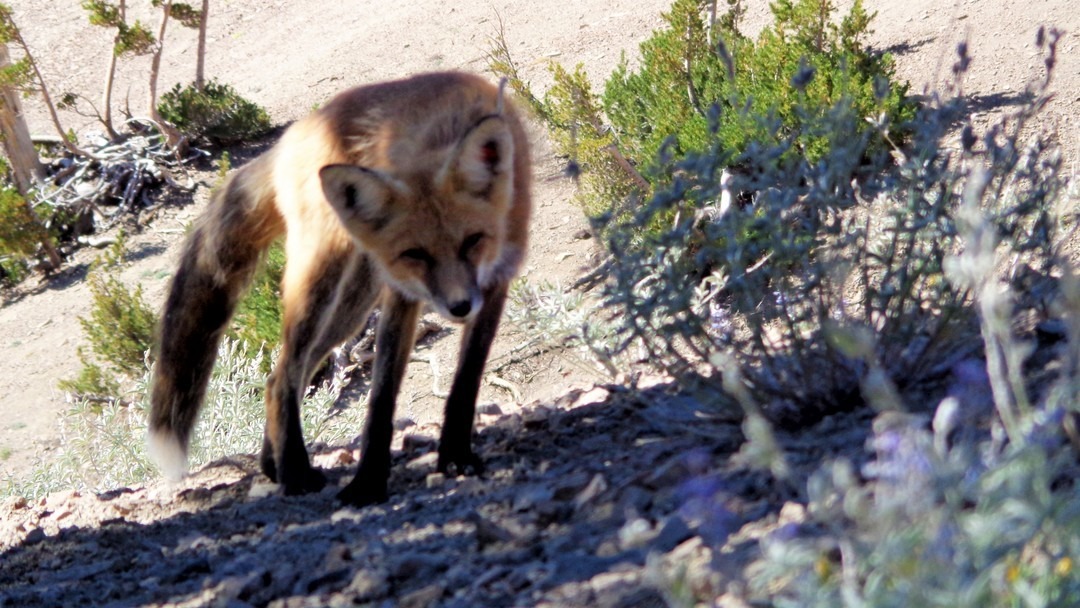 A Sierra Nevada red fox — one of Yosemite's most elusive carnivores — stands on a rocky slope with sparse vegetation. 