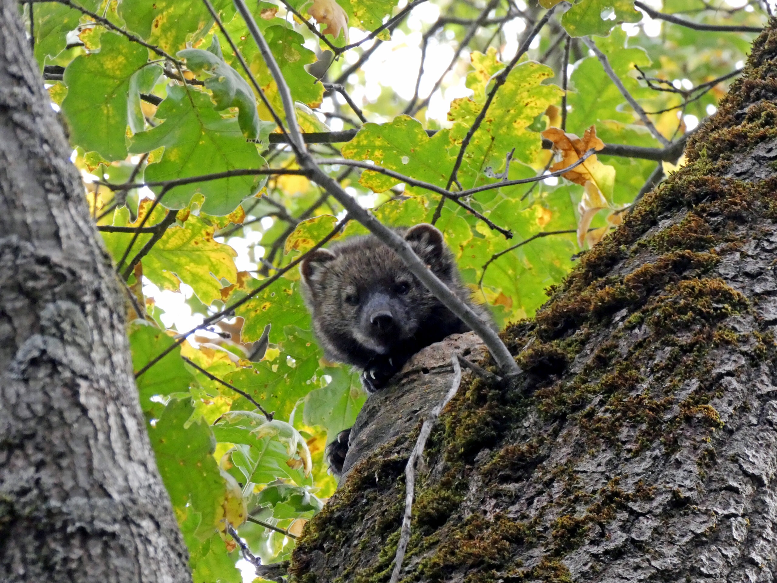 A small, fuzzy mammal known as the Pacific fisher — one of Yosemite's most elusive carnivores — sits in a leafy oak tree, with just it's head visible to the camera.