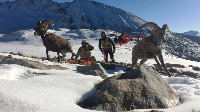 Yosemite's newest bighorn rams bound off into their new Cathedral Range home. Photo: Derek Halsey