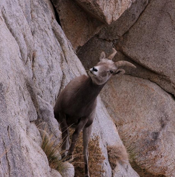 Bighorn sheep rely on strong legs and padded hooves to navigate steep, rocky high-elevation environments with ease. Photo by Steve Yeager.