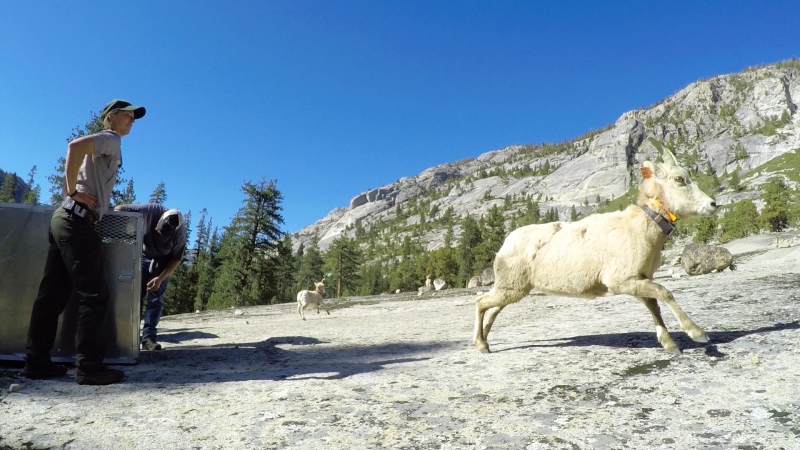 Yosemite wildlife biologist Sarah Stock releases a ewe into the Cathedral Range in March 2015. See the links below for video footage of that reintroduction.