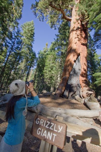 An accessible trail near the Grizzly Giant will allow people of all abilities to gaze up this Yosemite icon.