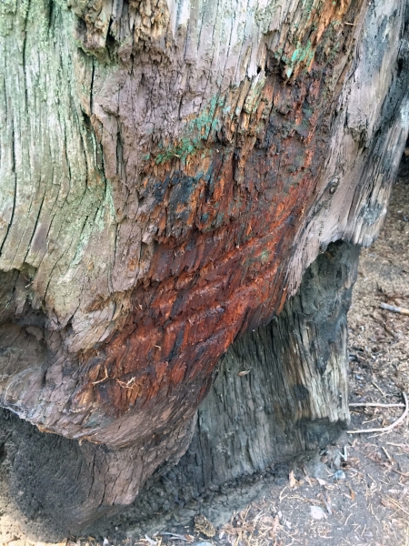 A tree scarred by years of vehicle traffic that shows the importance of restoring resilience in Mariposa Grove.