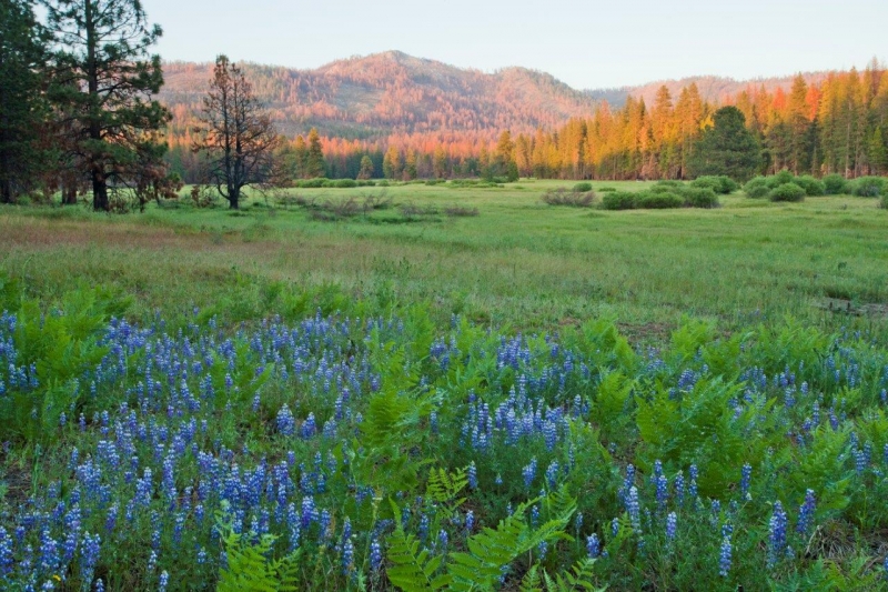 Ackerson Meadow, Yosemite's newest protected habitat. Photo: Robb Hirsch