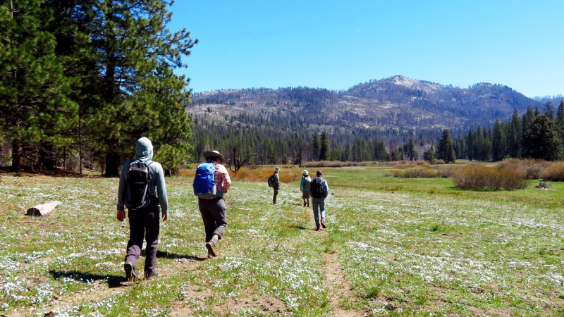 Outdoor Adventurers joined one of our naturalist guides for a weekend of observing birds and wildflowers in Ackerson Meadow. Photo: Carolyn Botell