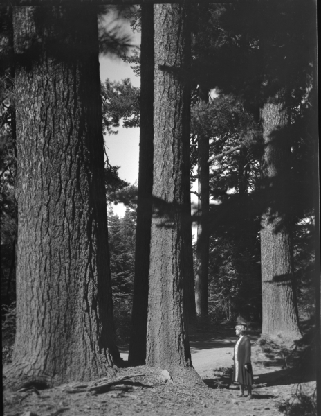 Standing beside a large sugar pine on Big Oak Flat Road (year unknown). Photo: Courtesy of NPS (Yosemite Research Library RL-09,487)