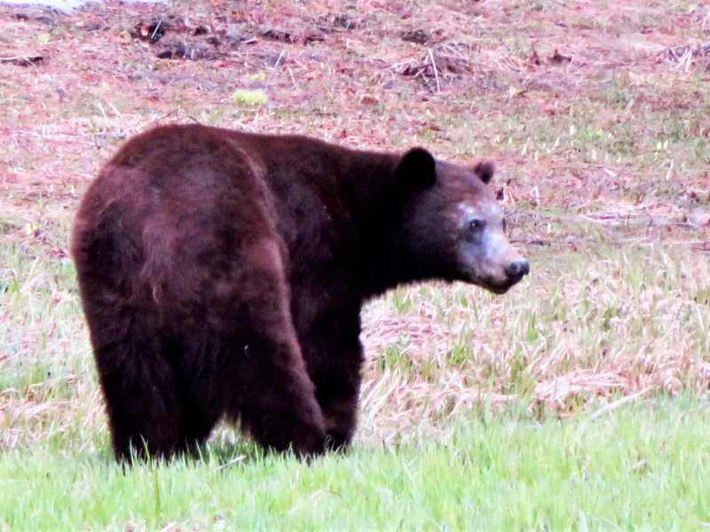 This black bear was spotted in a meadow near Crane Flat at the end of April, not far from a road. Stick to the speed limit to help keep bears and other wildlife safe in the park! Photo: Carolyn Botell