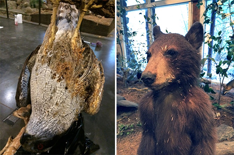 The aging diorama at the Nature Center was ready for an upgrade. The exhibit is a wonderful way for kids (and adults) to discover some of the many creatures that live in Yosemite. But the taxidermy animals, including this hawk and bear, had deteriorated over the years, and were difficult to maintain when the center closed in the winters. Photo: Courtesy of NPS.