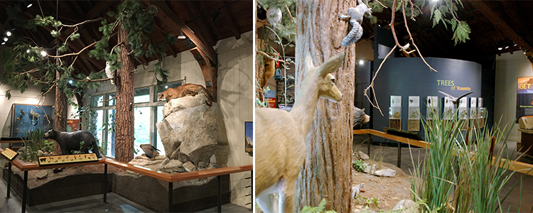 At the wildlife diorama, you'll find high-quality sculptures of Yosemite wildlife, including deer, black bears and owls. In addition to showcasing the park's diverse animals species, the new sculptures are more durable and easier to care for than the old taxidermy versions.