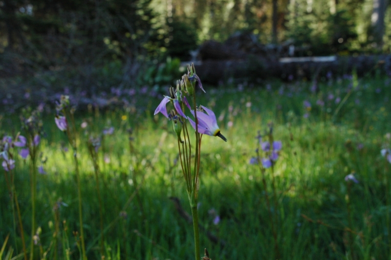 Shooting star in Gin Flat Meadow (Yosemite's songbird stations offer great opportunities for wildflower observation!) Photo: Yosemite Conservancy.