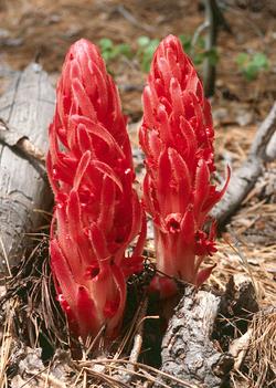 Look for bright red snow plants in shady areas, especially in conifer forests.