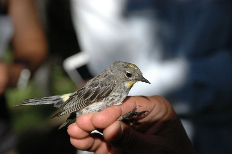 A yellow-rumped warbler, one of many species studied through Yosemite's songbird program. Photo: Yosemite Conservancy.