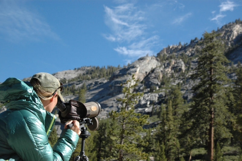 Yosemite National Park biologist Crystal Barnes searches for signs of endangered Sierra Nevada bighorn sheep. Photo: © Yosemite Conservancy.