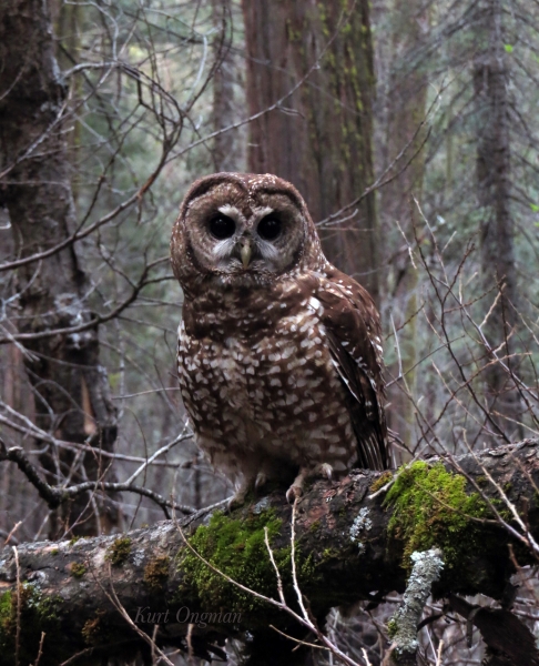 Spotted owl. Photo: © Kurt Ongman.