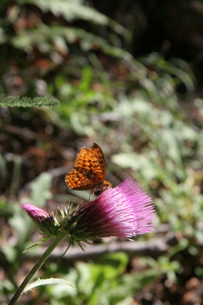 Wildflowers aren't just pretty to look at — they're play a part in healthy ecoystems. Photo: Josh Helling