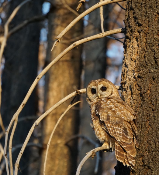 Nicky Bunn caught this spotted owl on camera while helping biologists with fieldwork for a Conservancy grant in 2015. Photo: Courtesy of NPS.