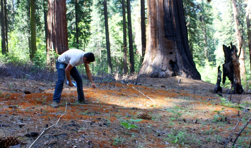 A research intern counting seedlings in Tuolumne Grove during the 2015 field season. Photo: NPS