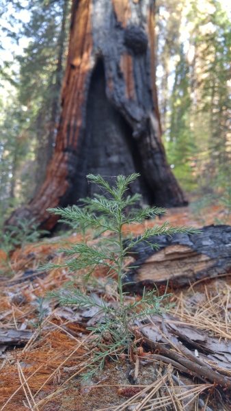 Sequoia seedling in Tuolumne Grove. Photo: NPS