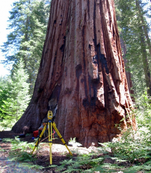 Researchers used special equipment to measure the height of giant sequoias in Yosemite's Tuolumne and Merced groves. Photo: Bill Kuhn