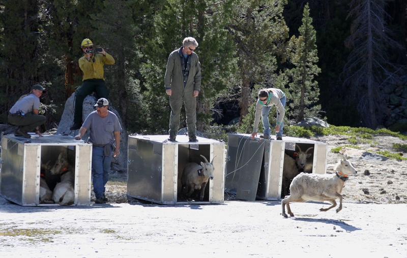 Sierra Nevada bighorn ewes were released into Yosemite's Cathedral Range in March 2015. Photo: © Steven Bumgardner.