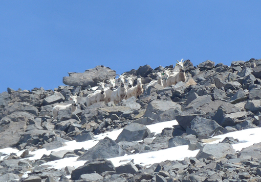 The Cathedral Range herd (including two collar-less yearlings) in April 2016, after making it through their first winter in Yosemite. Photo: NPS.