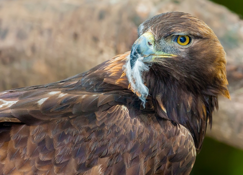 Scientists are surveying for potential bighorn predators, such as the golden eagle. Photo: © Ann and Rob Simpson.