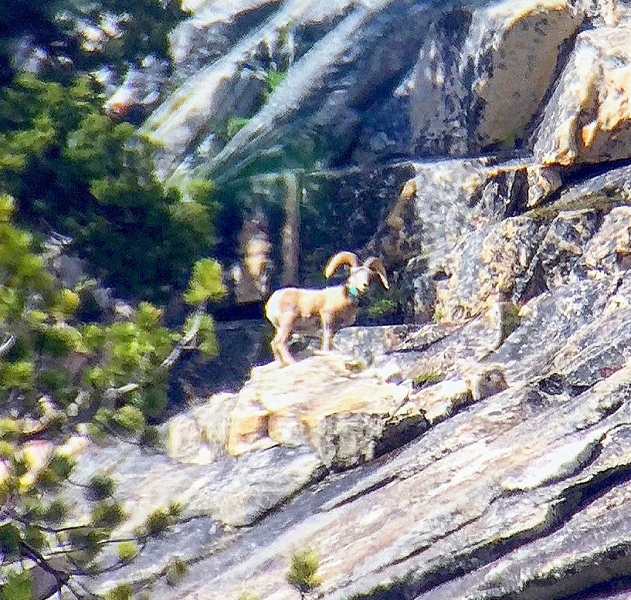 Bighorn ram, through a scope. Photo: © Yosemite Conservancy.