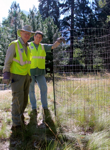 On past projects, work week volunteers have installed wire cages to protect black oak trees.