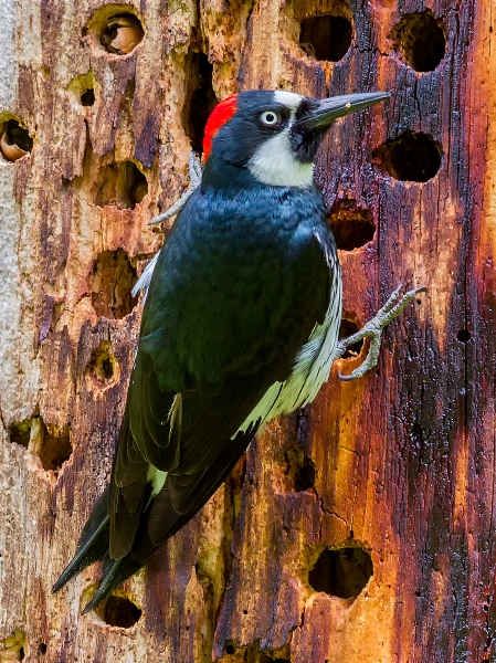 Acorn woodpeckers can store thousands of acorns in a granary tree. Photo: Ann & Rob Simpson