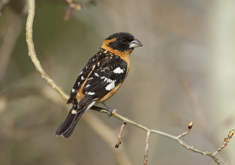 Black-headed grosbeaks breed in Yosemite but winter in warmer territory. Photo: Marie Read