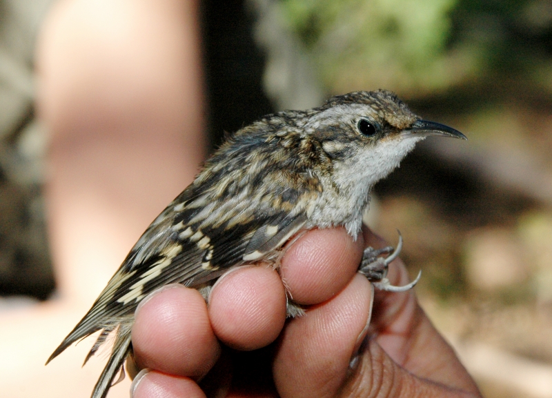 Brown creepers are one of many birds studied through Yosemite's songbird research program. Photo: Yosemite Conservancy