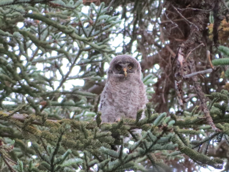 A juvenile great gray owl spotted in a tree in 2016. Photo: Courtesy of NPS.