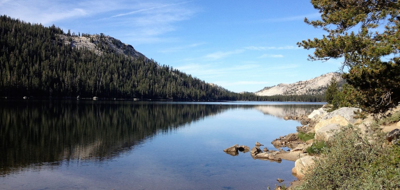 Above: Lukens Lake (photo: Yosemite Conservancy). Below: Wildflowers bloom where a trail once ran through Lukens Meadow. 