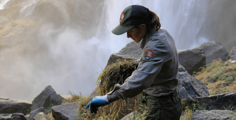 Above: A crew member uses plant material to restore hiker-generated social trails beside Vernal Fall (photo: courtesy of NPS).