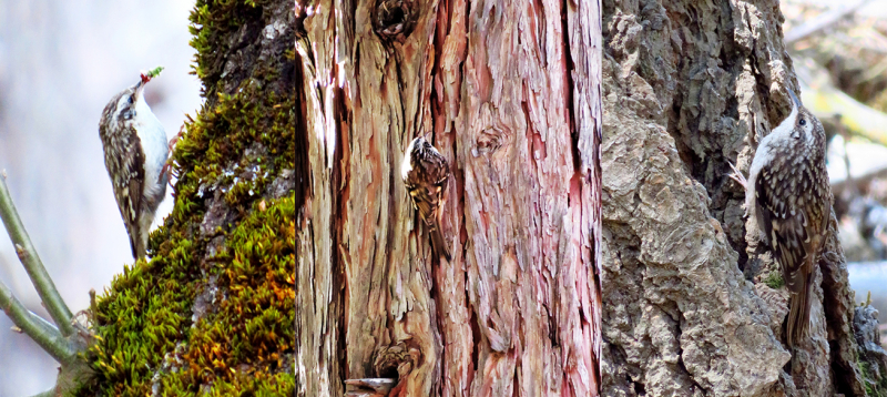 Photos: Carolyn Botell (Mariposa Grove, June 2018 and November 2018; near Dewey Point, May 2018)